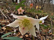 18 Ellebori in fiore (Helleborus niger) sul sentiero 506 C da Alino a Ca Boffelli